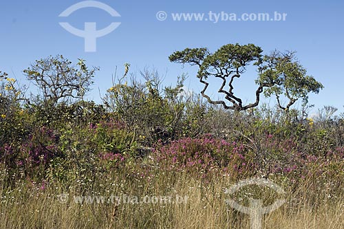  Assunto: Cerrado do PARNA (Parque Nacional) Chapada dos Veadeiros, mostrando um campo rupestre em floração / Local: perto de Alto Paraíso de Goiás - Goiás (GO) - Brasil / Data: Junho de 2006 