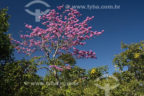  Assunto: Ipê-rosa (Tabebuia avellanedae) no cerrado da serra do Lajeado, perto de Palmas / Local: Tocantins (TO) - Brasil / Data: Junho de 2006 