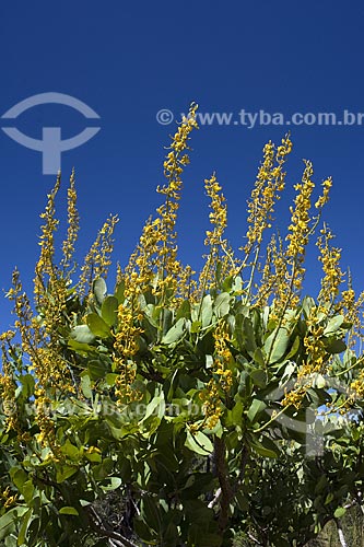  Assunto: Flores de arbusto do Cerrado, na serra do Lajeado, perto de Palmas / Local: Tocantins (TO) - Brasil / Data: Junho de 2006 