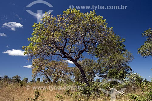  Assunto: Árvore do Cerrado, na serra do Lajeado, perto de Palmas / Local: Tocantins (TO) - Brasil / Data: Junho de 2006 