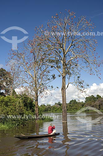  Assunto: Pescador ribeirinho e mungubeira (Pseudobombax munguba) cheia de frutos na floresta amazônica de várzea perto de Terra Santa / Local: Pará (PA) - Brasil / Data: Junho de 2006 