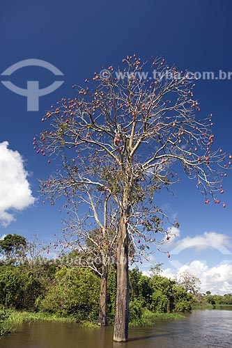 Mungubeira (Pseudobombax munguba) cheia de frutos na floresta amazônica de várzea perto de Terra Santa / Local: Pará (PA) -  Brasil / Data: Junho de 2006 