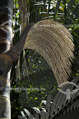  Subject: Inflorescência de patauá ou batauá (Oenocarpus bataua), na beira de um igarapé, na floresta amazônica de terra-firme da Fazenda Patauá Grande, perto de Terra Santa / Local: Pará (PA) - Brasil / Data: Junho de 2006 