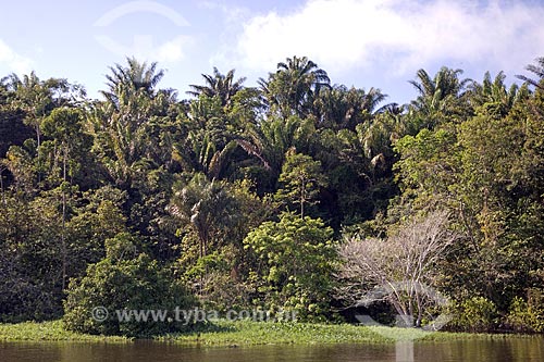  Assunto: Palmeiras na beira do rio Amazonas na floresta amazônica de terra-firme perto de Terra Santa / Local: Pará (PA) - Brasil / Data: Junho de 2006 