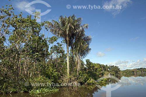  Assunto: Jauari (Astrocaryum jauari) na beira do rio Amazonas, perto de Terra Santa / Local: Pará (PA) - Brasil / Data: Junho de 2006 