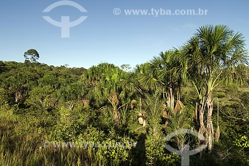  Assunto: Buritizal (Mauritia flexuosa) ao longo de igarapé na Br-174 (Manaus - Boa Vista) / Local: Amazonas (AM) - Brasil / Data: Junho de 2006 