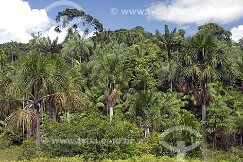  Assunto: Palmeiras amazônicas (buriti, açaí e patauá), na beira da BR-174 (Manaus - Boa Vista) / Local: Amazonas (AM) - Brasil / Data: Junho de 2006 