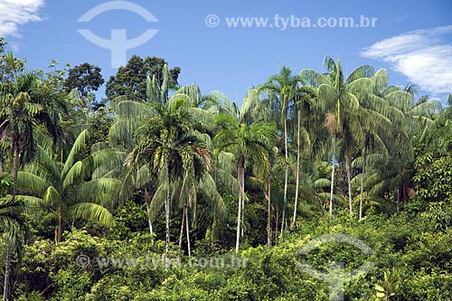  Assunto: Palmeiras amazônicas (buriti, pupunha e açaí) na BR-174 (Manaus - Boa Vista) / Local: Amazonas (AM) - Brasil / Data: Junho de 2006 