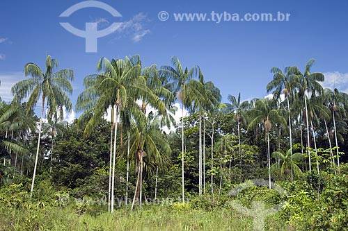  Assunto: Açaizal (Euterpe precatoria) na beira da BR-174 (Manaus - Boa Vista) / Local: Amazonas (AM) - Brasil / Data: Junho de 2006 