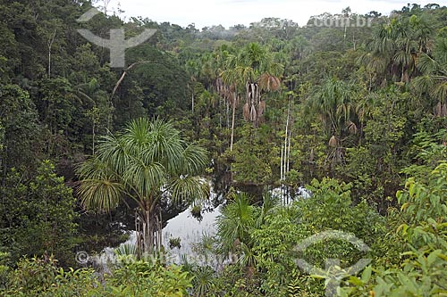  Assunto: Buritizal (Mauritia flexuosa) ao longo de igarapé na Br-174 (Manaus - Boa Vista) / Local: Amazonas (AM) - Brasil / Data: Junho de 2006 