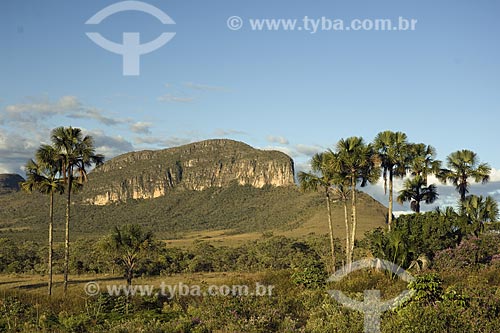  Assunto: Vista do Jardim de Maytrea, com buritis (Mauritia flexuosa) no PARNA (Parque Nacional) Chapada dos Veadeiros, no cerrado de Goiás / Local: Goiás (GO) - Brasil / Data: Junho de 2006 