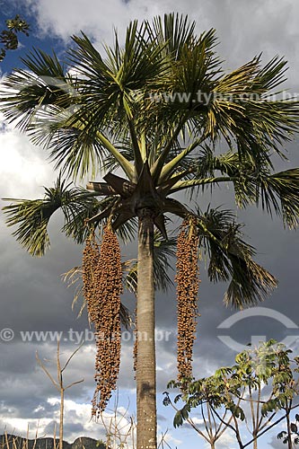  Assunto: Buritis (Mauritia flexuosa) carregado de frutos, no PARNA (Parque Nacional) Chapada dos Veadeiros, no cerrado de Goiás / Local: Goiás (GO) - Brasil / Data: Junho de 2006 
