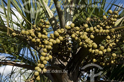  Assunto: Frutos de buritirana (Mauritiella armata) no caminho para as dunas do Parque Estadual do Jalapão / Local: Tocantins (TO) - Brasil / Date: Junho de 2006 