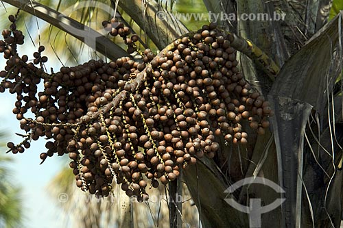  Assunto: Frutos de buriti (Mauritia flexuosa) no Parque Estadual do Jalapão / Local: Tocantins (TO) - Brasil / Data: Junho de 2006 