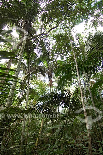  Patauazal (Oenocarpus bataua), na beira de um igarapé, na floresta amazônica de terra-firme da Fazenda Patauá Grande, perto de Terra Santa, Pará, Brasil.  - Terra Santa - Pará