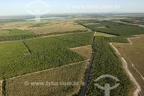  Assunto: Projeto de reflorestamento no lavrado de Roraima, perto de Boa Vista / Local: Roraima (RR) - Brasil / Data: Janeiro de 2006 