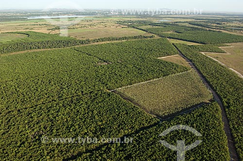  Assunto: Projeto de reflorestamento no lavrado de Roraima, perto de Boa Vista / Local: Roraima (RR) - Brasil / Data: Janeiro de 2006 