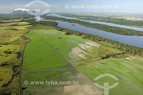  Assunto: Arrozal em área de agricultura irrigada atrás da mata de galeria do rio Branco, perto de Boa Vista / Local: Roraima (RR) - Brasil / Data: Janeiro de 2006 