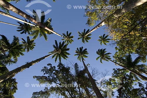  Assunto: Copas de palmeiras-imperiais (Roystonea regia) no Jardim Botânico do Rio de Janeiro / Local: Rio de Janeiro - RJ - Brasil / Data: Agosto de 2006 
