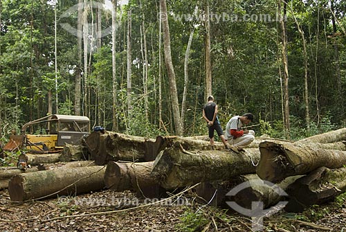  Asunto: Carregamento de madeira na Reserva Chico Mendes - Seringal Cachoeira / 
Local: Xapuri - Acre - Brasil / 
Data: 06/2008 