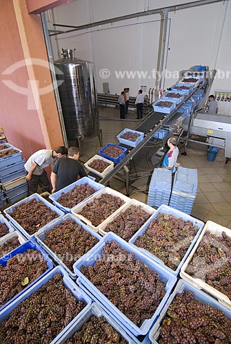 Assunto: Descarga de uvas para indústria vinícola - Vale dos Vinhedos / 
Local: Bento Gonçalves - Rio Grande do Sul - Brasil / 
Data: 02/2008 