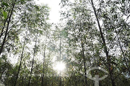  Assunto: Arvores de eucalipto para reflorestamento / Local: Paragominas - Pará - Brasil / Data: 30-03-2009 