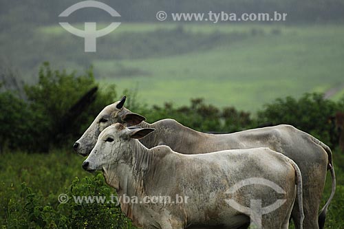  Assunto: Vacas no pasto / Local: Fazenda Juparana - Paragominas - Pará - Brasil / Data: 31-03-2009 