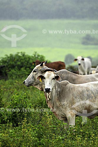  Assunto: Vacas no pasto / Local: Fazenda Juparana - Paragominas - Pará - Brasil / Data: 31-03-2009 