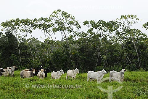  Assunto: Vacas de diversas racas no pasto / Local: Fazenda Juparana - Paragominas - Pará - Brasil / Data: 31-03-2009 