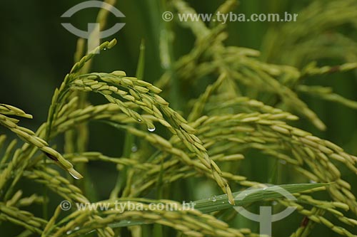  Assunto: Plantacao de arroz / Local: Fazenda Juparana -  Paragominas - Pará - Brasil / Data: 31/03/2009 