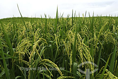  Assunto: Plantacao de arroz / Local: Fazenda Juparana -  Paragominas - Pará - Brasil / Data: 31/03/2009 