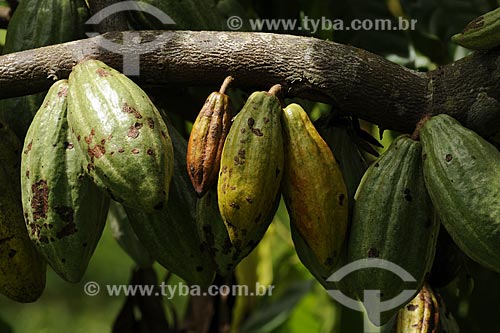  Assunto: Detalhe de cacau (Theobroma cacao) no pe (Cacaueiro) no pe (arvore) / Local: Tome-Acu - Pará - Brasil / Data: 01-04-2009 