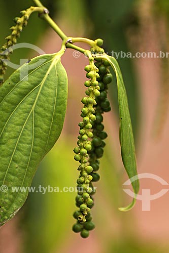  Assunto: Detalhe de pimenta do reino (Piper nigrum L.) no pe (arvore)/ Local: Tomé-Açu - Pará - Brasil / Data: 01-04-2009 