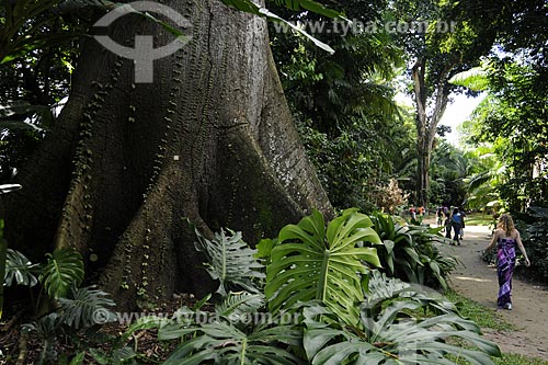  Assunto: Samaúma (Ceiba pentandra (L.) Gaertn) Família Bombacaceae no Museu Paraense e Parque Botânico Emílio Goeldi / Local: Belém - Pará - Brasil / Data: 05-05-2009 