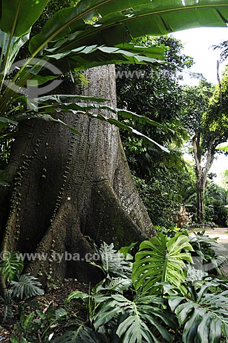  Assunto: Samaúma (Ceiba pentandra (L.) Gaertn) Família Bombacaceae no Museu Paraense e Parque Botânico Emílio Goeldi / Local: Belém - Pará - Brasil / Data: 05-05-2009 