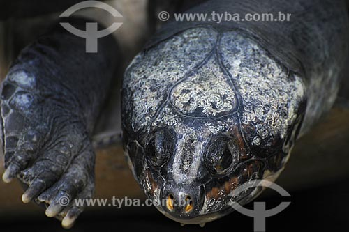  Assunto: Tartaruga-da-Amazonia (Podocnemis expansa) / Local: Museu Paraense e Parque Botânico Emílio Goeldi - Belém - Pará - Brasil / Data: 05-05-2009 