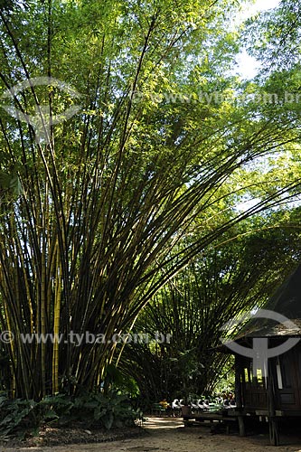  Assunto: Bambu-da-China (Bambusa vulgaris), Graminea /  Local: Museu Paraense e Parque Botânico Emílio Goeldi - Belém - Pará - Brasil / Data: 05-05-2009 