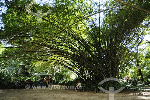  Assunto: Bambu-da-China (Bambusa vulgaris), Graminea /  Local: Museu Paraense e Parque Botânico Emílio Goeldi - Belém - Pará - Brasil / Data: 05-05-2009 
