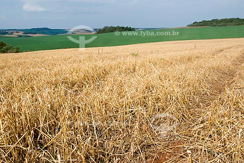  Assunto: Dissecação de aveia para plantio direto com trigo ao fundo / Local: Xanxarê - Santa Catarina (SC) / Data:09/2008 