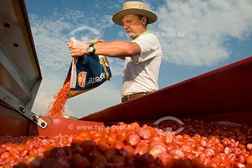  Assunto: Airton Luis Albertoni, pequeno produtor da cidade de Xanxerê desensacando grãos de milho / Local: Xanxerê - Santa Catarina (SC) - Brasil / Data: Setembro de 2008 