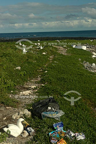  Assunto: Atobá (Sula dactylatra) e filhote cercados de lixo na ilha Siriba, no arquipélago de Abrolhos / Local: Parque Nacional Marinho dos Abrolhos - Bahia (BA) - Brasil / Data: Julho de 2008 