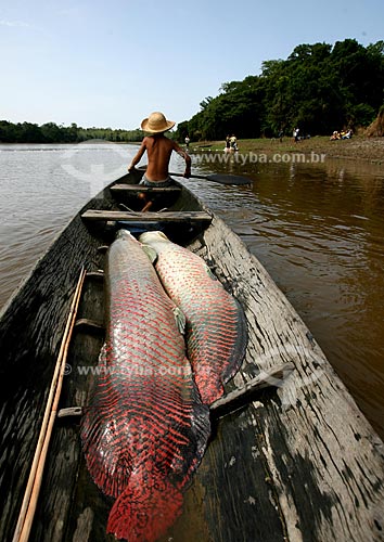  Assunto: Pesca de Pirarucu (Arapaima gigas) no Rio Amazonas / Local: Amazonas (AM) - Brasil / Data:  28 / 09 / 2009 