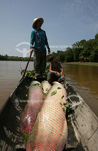  Assunto: Pesca de Pirarucu (Arapaima gigas) no Rio Amazonas / Local: Amazonas (AM) - Brasil / Data:  28 / 09 / 2009 