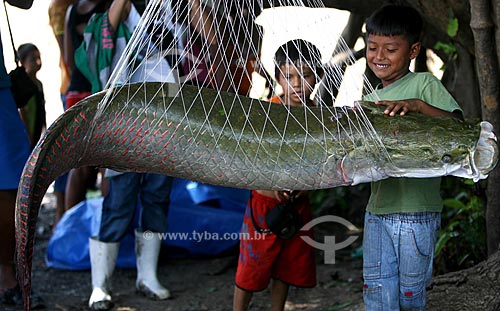  Assunto: Pesca de Pirarucu (Arapaima gigas) no Rio Amazonas / Local: Amazonas (AM) - Brasil / Data:  28 / 09 / 2009 