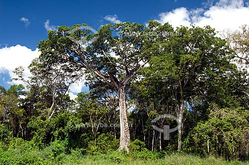  Assunto: Samaumeira ou Sumaumeira (Ceiba pentranda) - Sumaúma  / Local:  Roraima - Brasil  / Data: Janeiro de 2006 