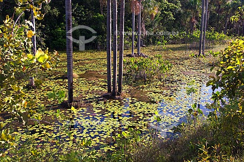  Assunto: Área alagada com Aninga (Montrichardia arborescens), buritis e vegetação aquática  / Local:  Estrada Boa Vista-Bonfim - Roraima - Brasil  / Data: Janeiro de 2006 