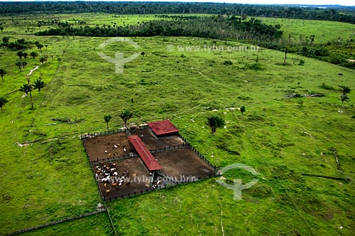  Assunto: Vista aérea de fazenda de gado na margem do Rio Branco  / Local:  Perto de Caracaraí - Roraima - Brasil  / Data: Janeiro de 2006 