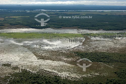  Assunto: Campos alagados com grandes buritizais (Mauritia flexuosa) na região de Água Boa  / Local:  Sudoeste de Caracaraí - Roraima - Brasil  / Data: Janeiro de 2006 