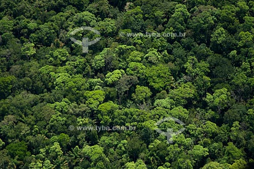  Assunto: Vista aérea da floresta amazônica de terra-firme   / Local:  Mucajaí - Roraima - Brasil  / Data: Janeiro de 2006 