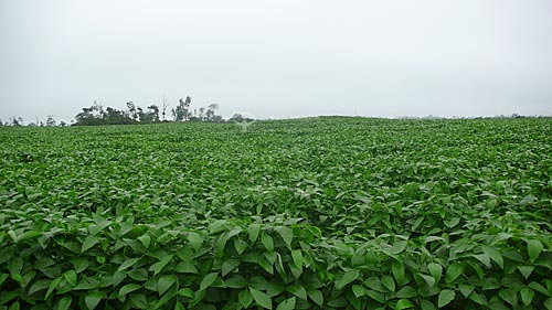  Assunto: Plantacao de soja  / Local:  Fazenda Juparana - Paragominas - Para - Brasil  / Data: 31/03/2009  